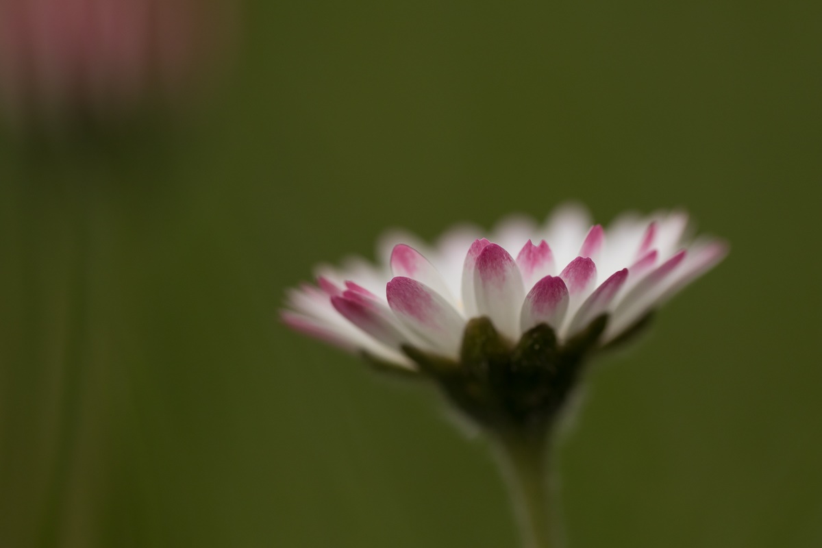 Gänseblümchen