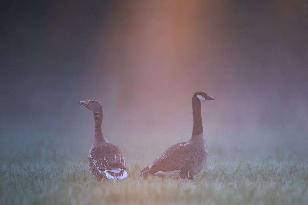 verschiedene Gänsearten