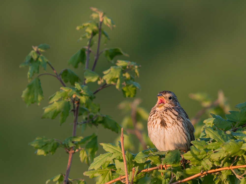 kleiner Schreihals im Abendlicht