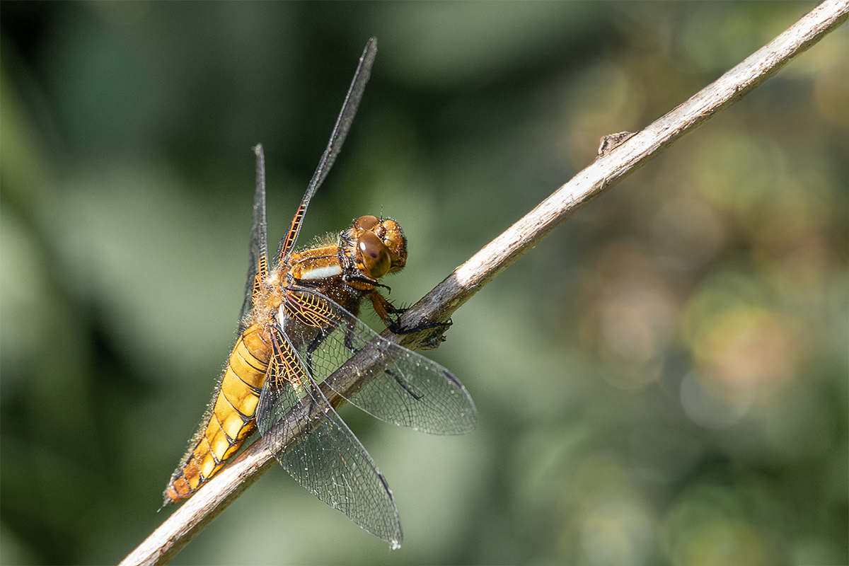 Sie fliegen wieder, Plattbauchlibelle