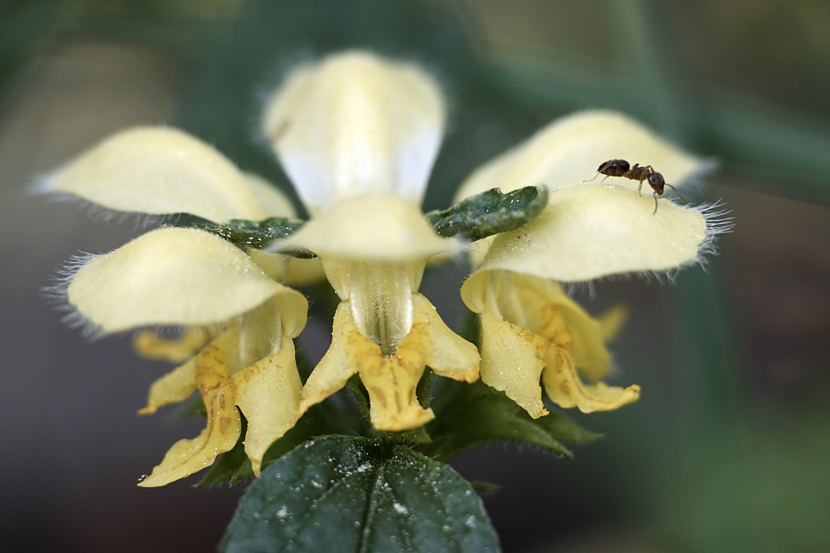 Goldnessel mit Besuch