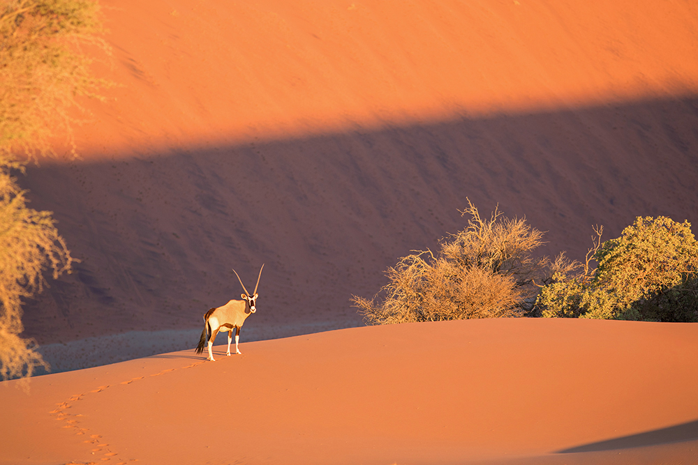 Oryx in der Namib