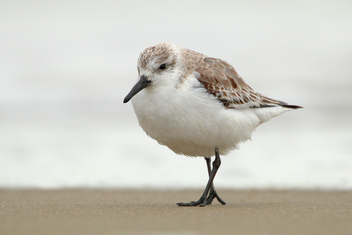 Strandgänger