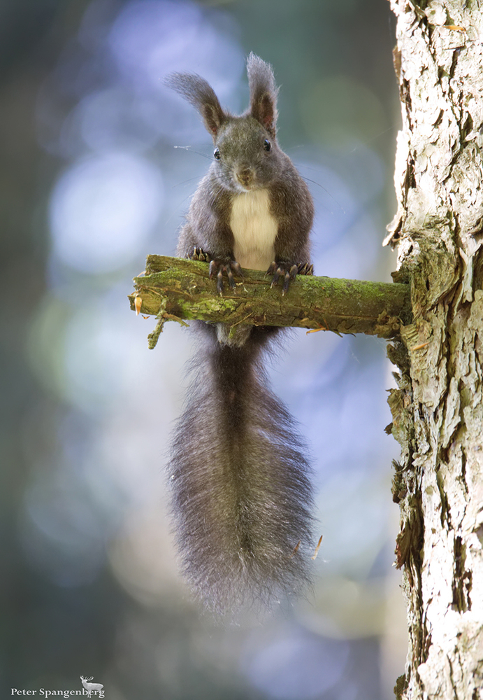 Heute morgen im Wald