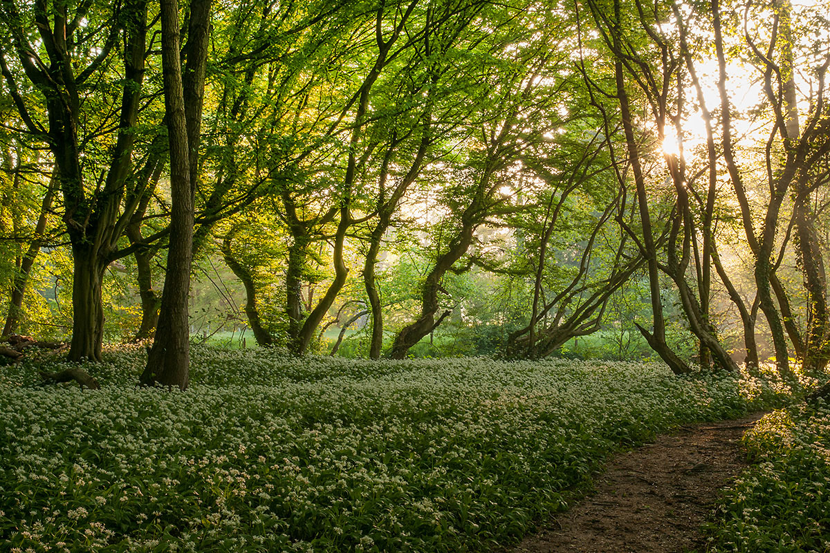 Der Wald,