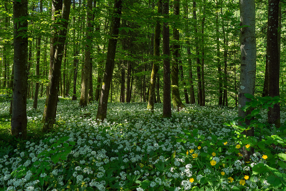 Bärlauchblüte