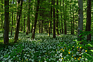 Bärlauchblüte