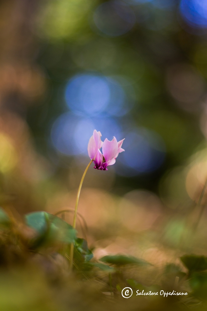 Cyclamen