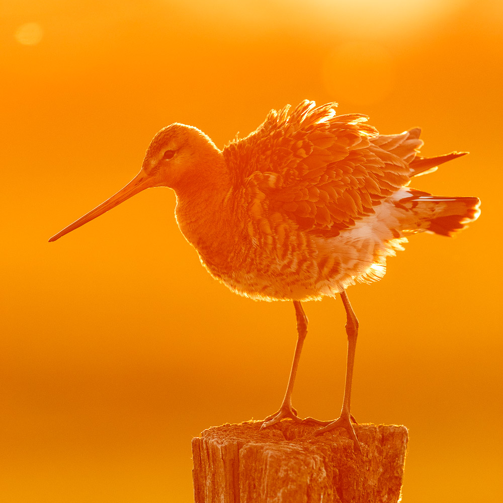 Uferschnepfe schüttelt sich in Gold - Orange