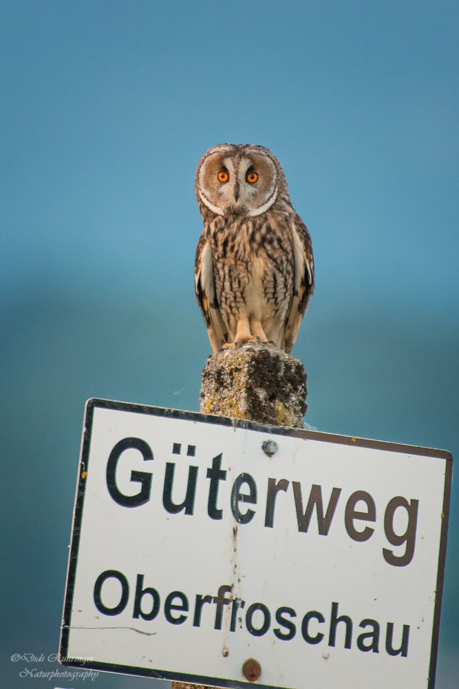 ~Waldohreule~