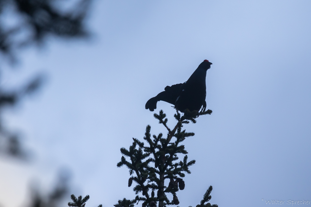 Silouette