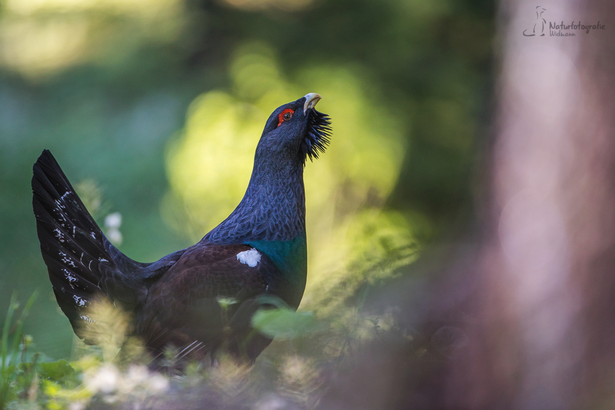 Im Bergwald