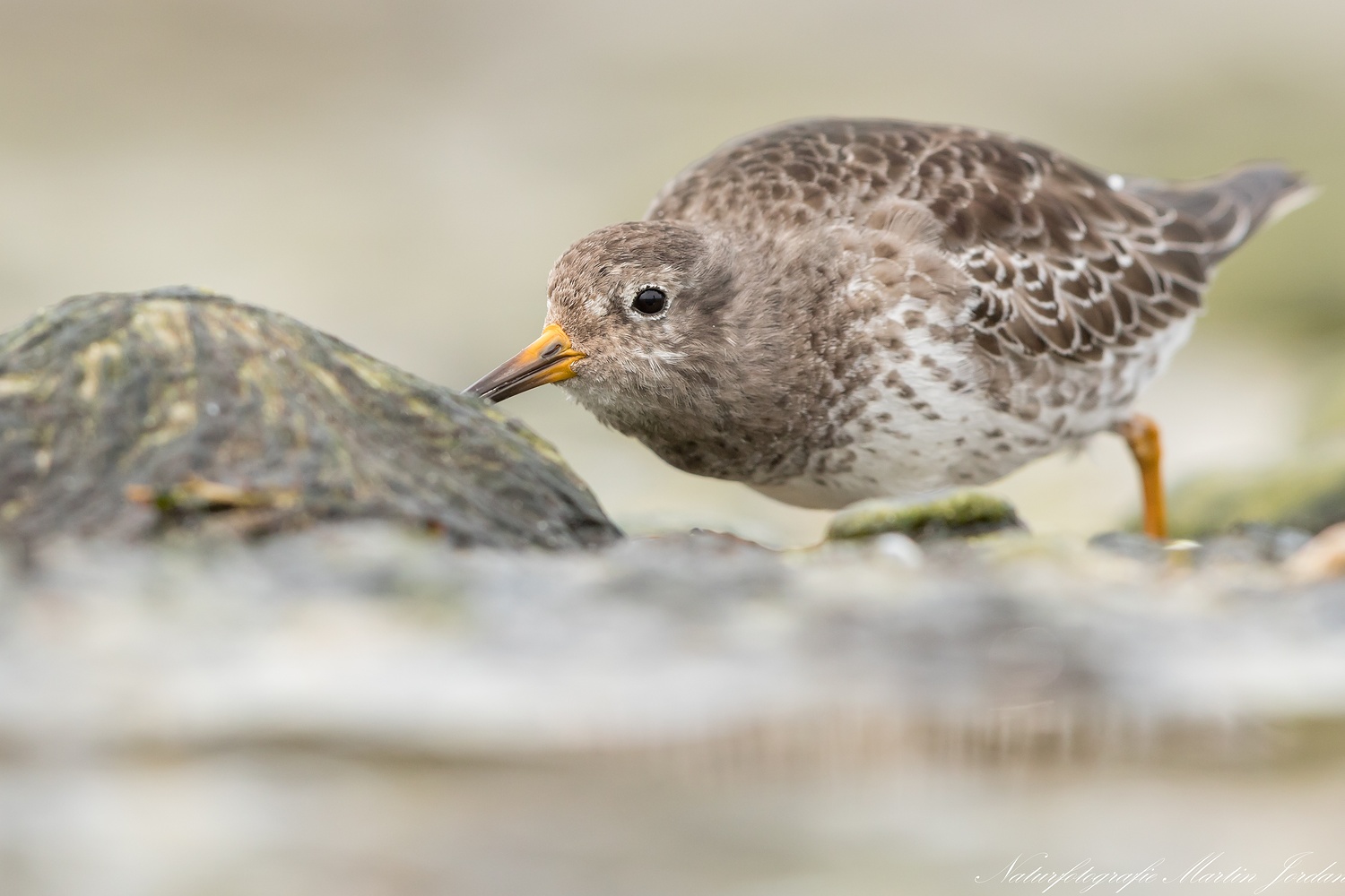 Meerstrandläufer