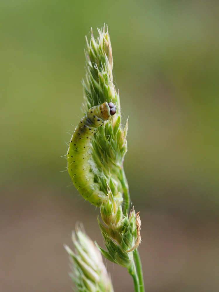 Grüne Raupe