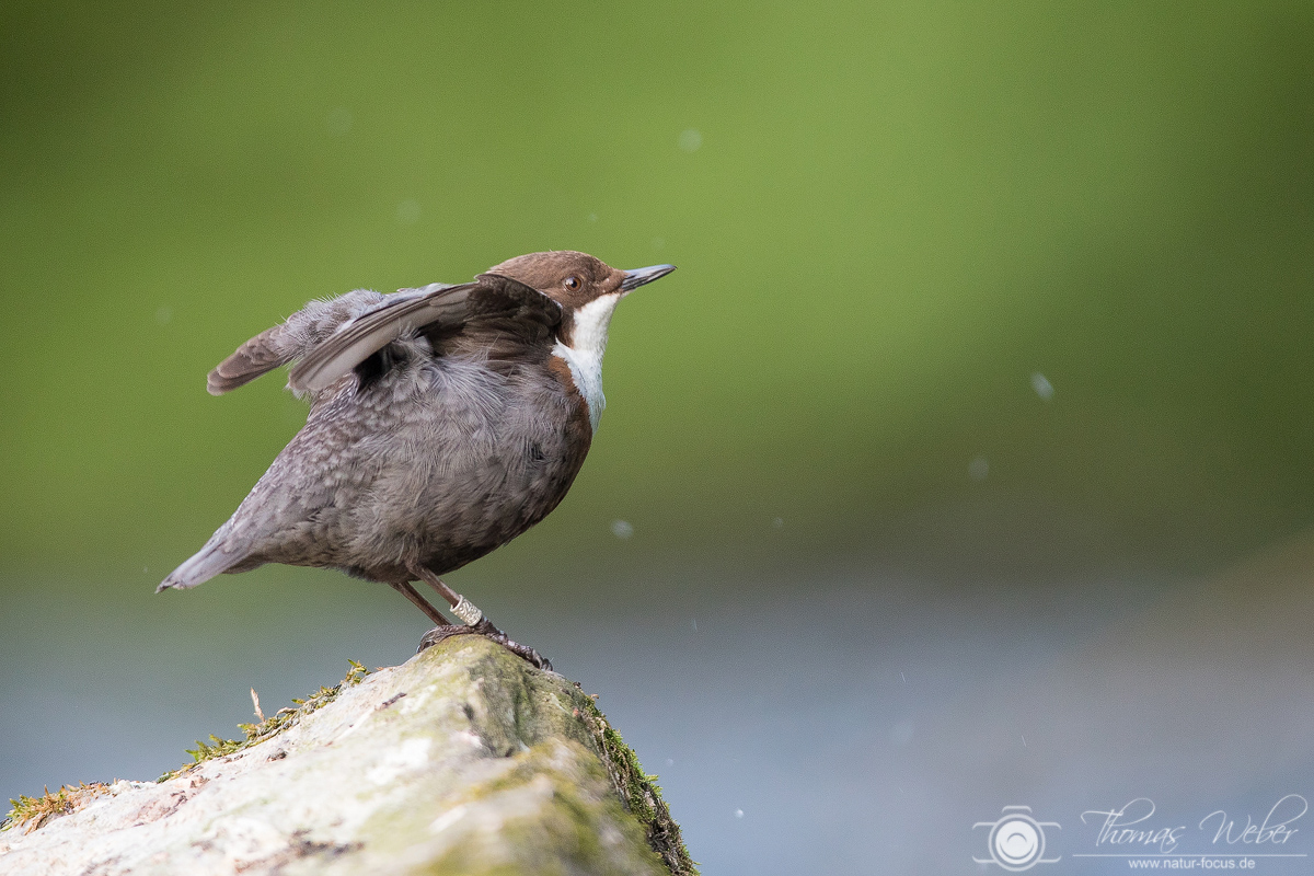 Wasseramsel