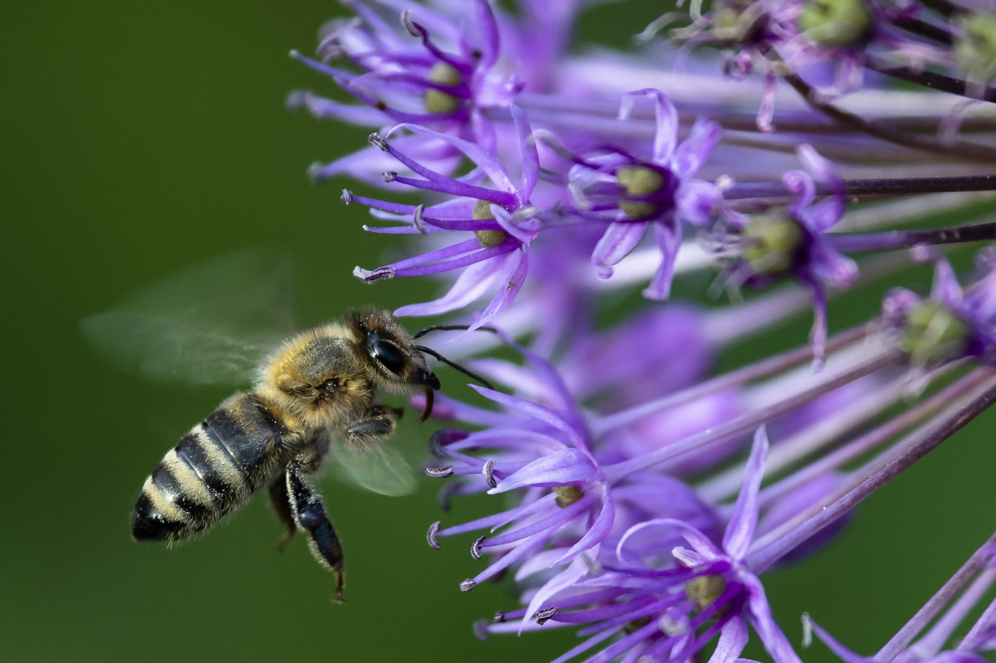 eine fleissige Biene....