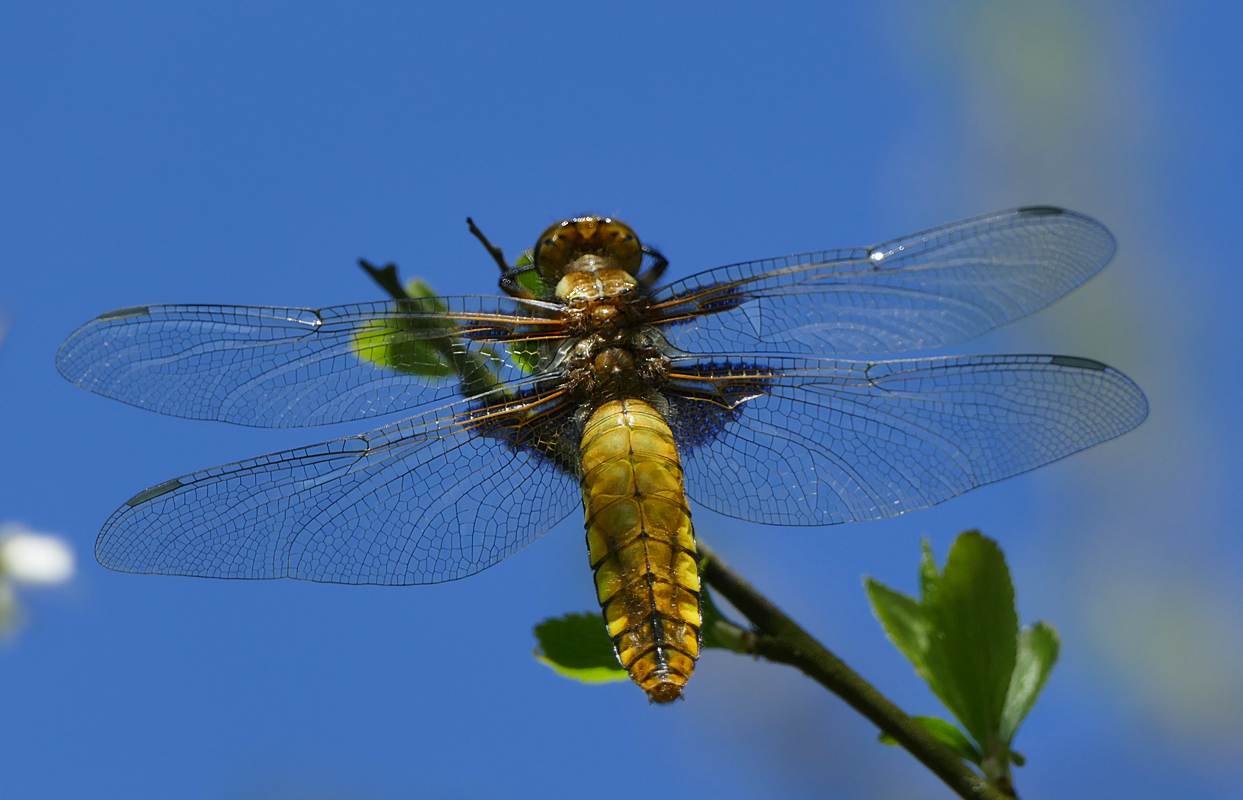 Plattbauchlibelle