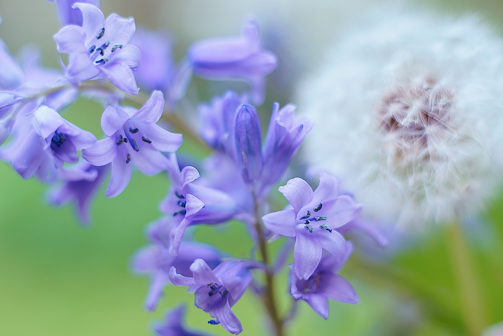 Hasenglöckchen an Pusteblume