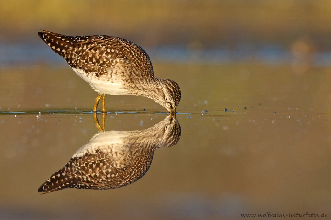 Bruchwasserläufer