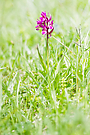 Holunderknabenkraut (Dactylorhiza sambucina)