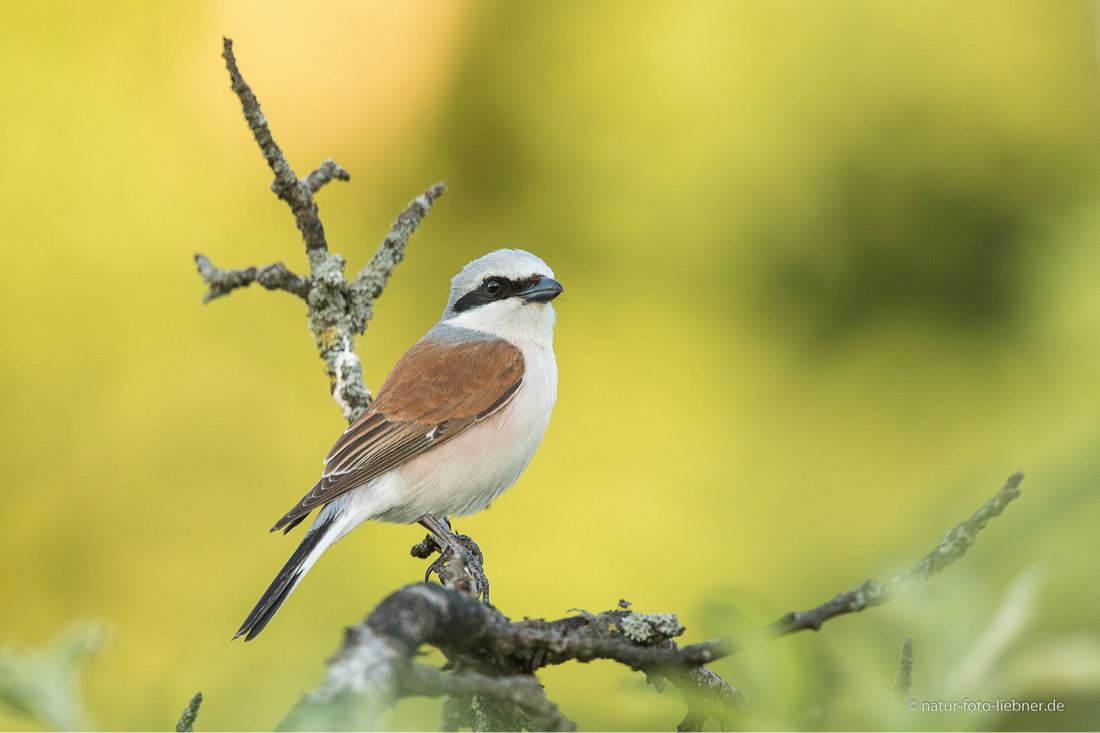 Neuntöter (Lanius collurio)