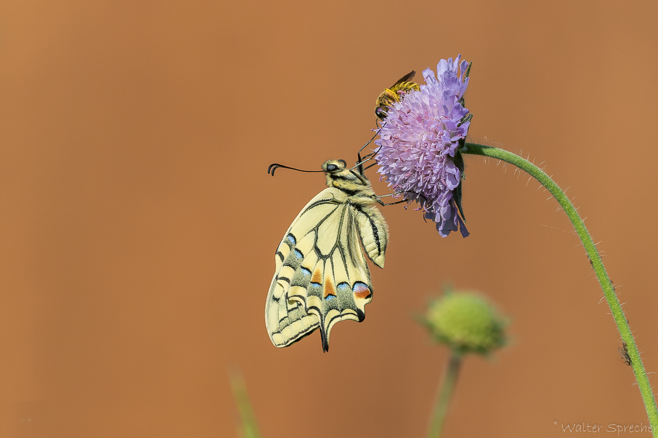 Schwalbenschwanz und Honigbiene