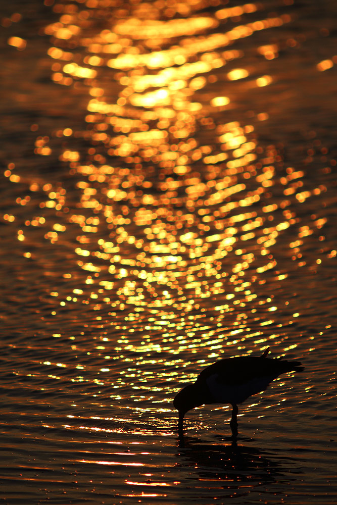 Austernfischer im Abendlicht