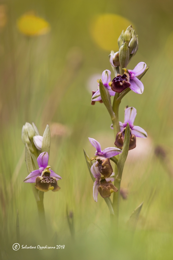 Ophrys holosericea subsp. apulica