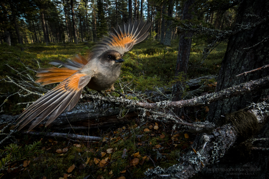 curious jay