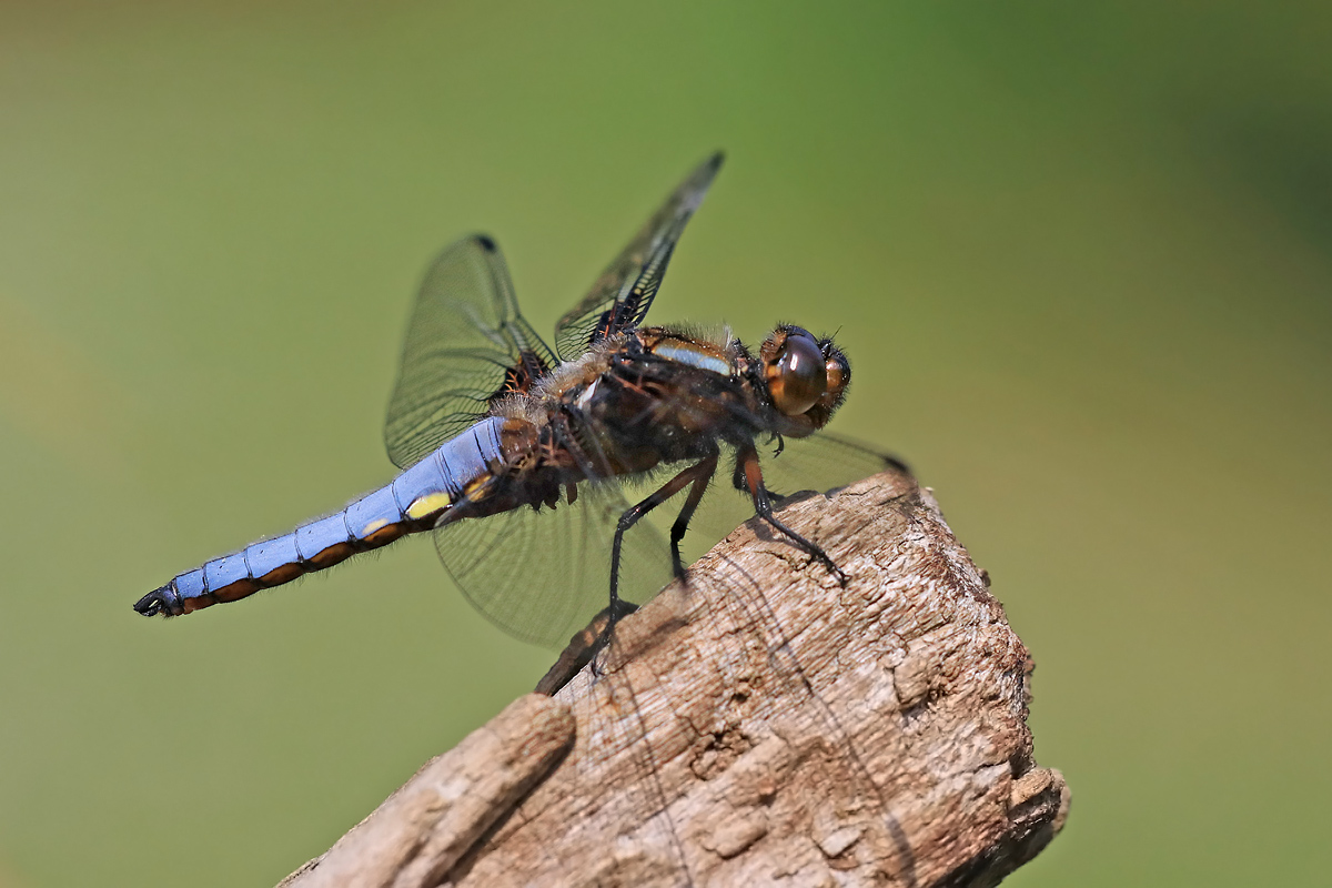 Plattbauch - Libelle