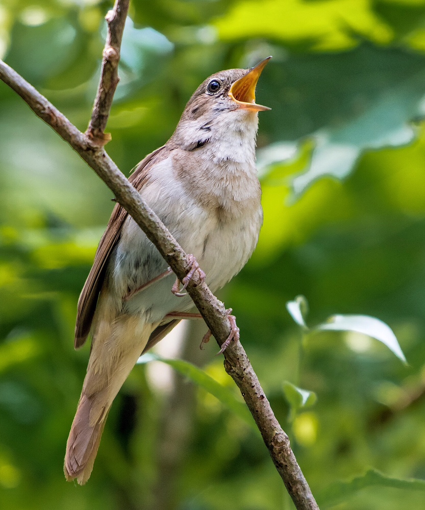 Nachtigall (Forum für Naturfotografen)