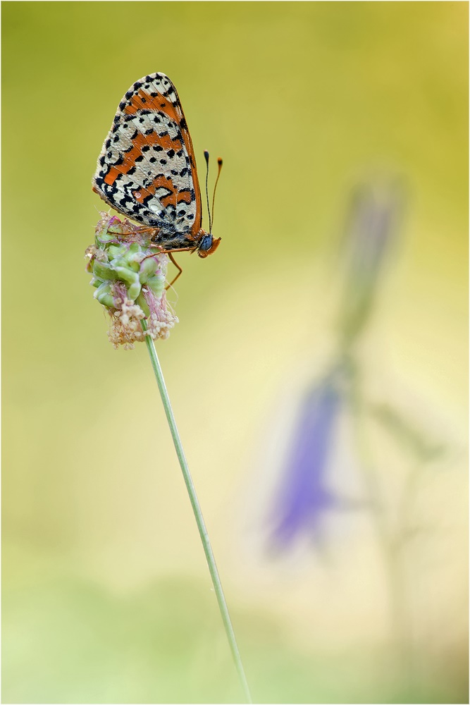 Roter Scheckenfalter