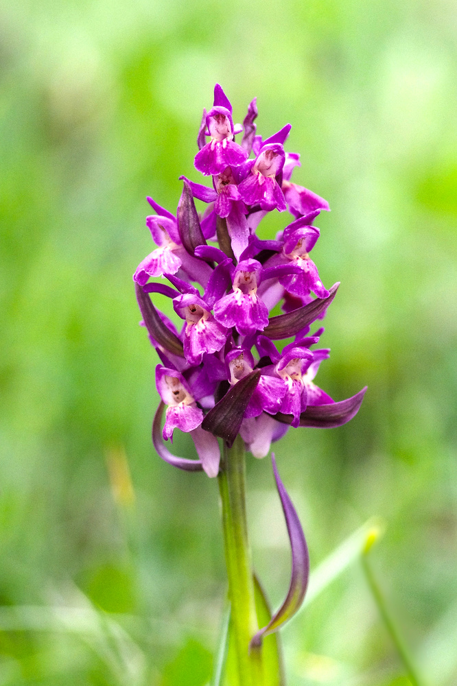 Dactylorhiza sambucina