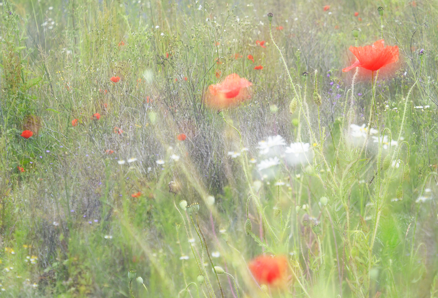 Blumenwiese