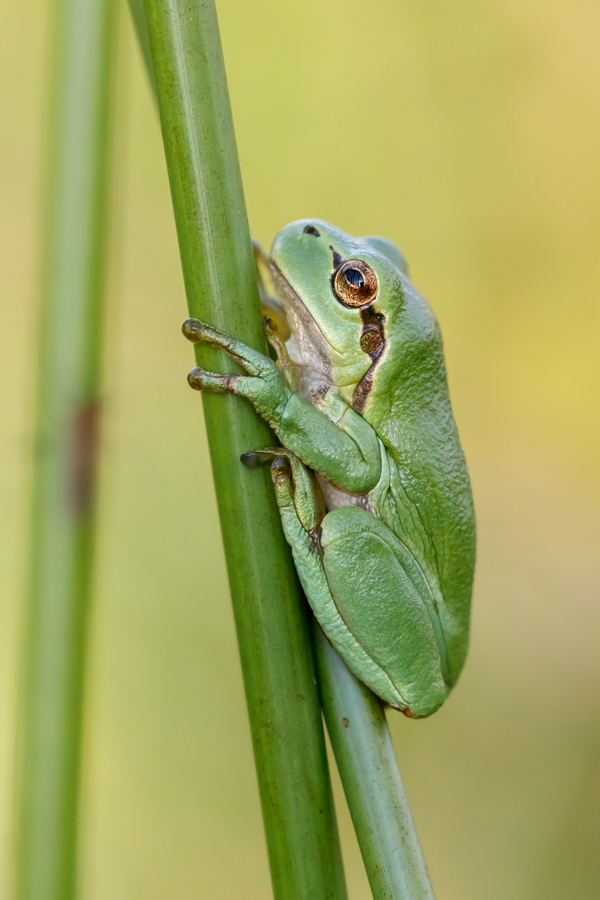 Ein Laubfrosch ...