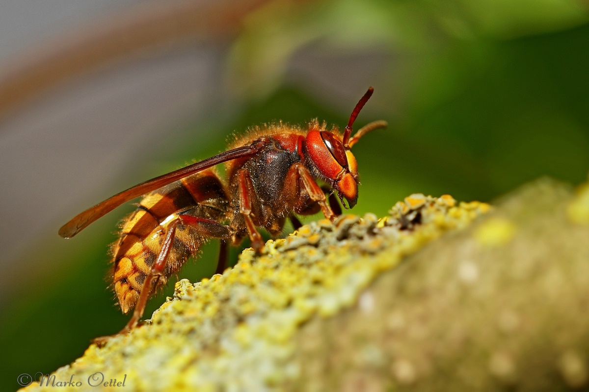 Hornisse (Vespa crabro)