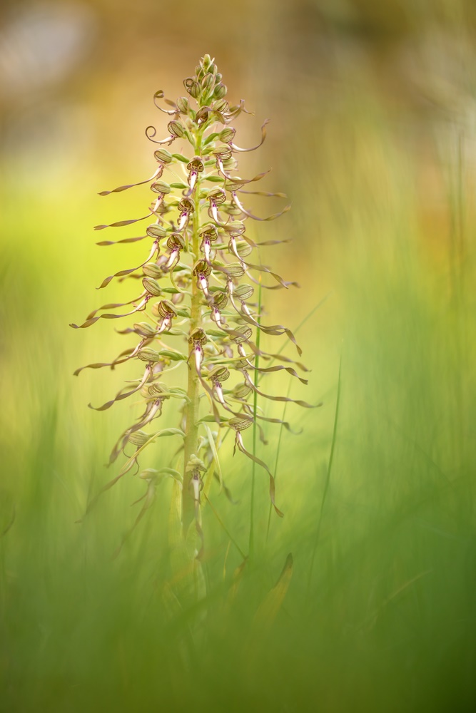 Bocks-Riemenzunge (Himantoglossum hircinum)