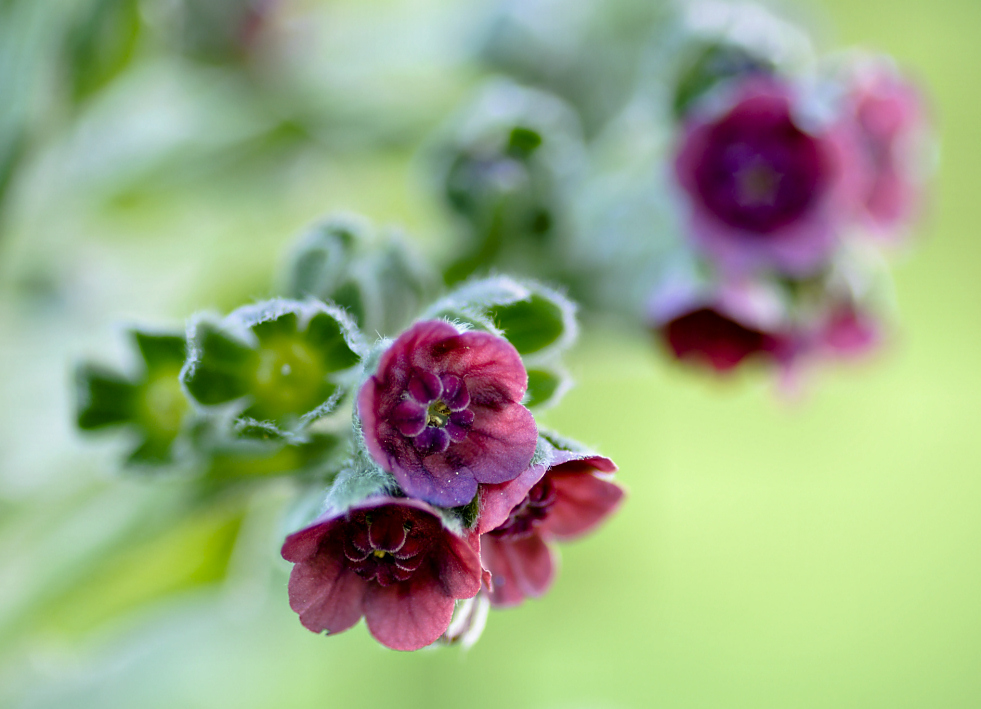 Blüten der Hundezunge