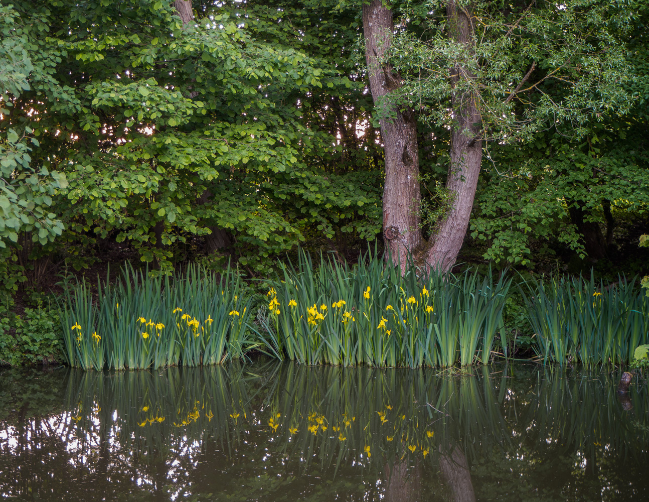 Abend am Weiher