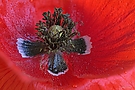 Mohnblume am frühen Morgen
