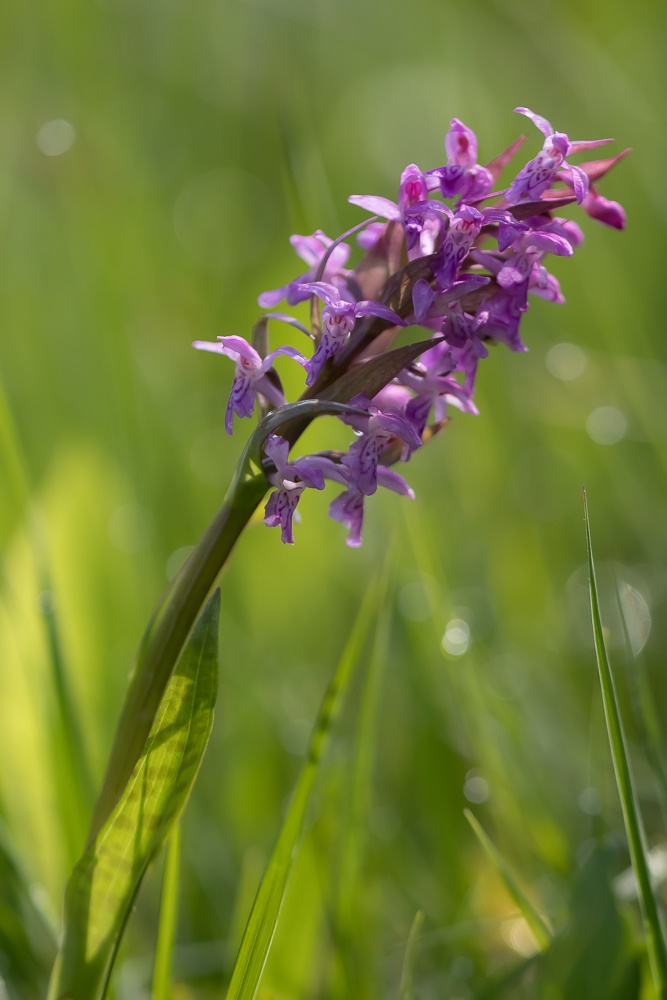 Knabenkraut (Dactylorhiza) ... aber welches