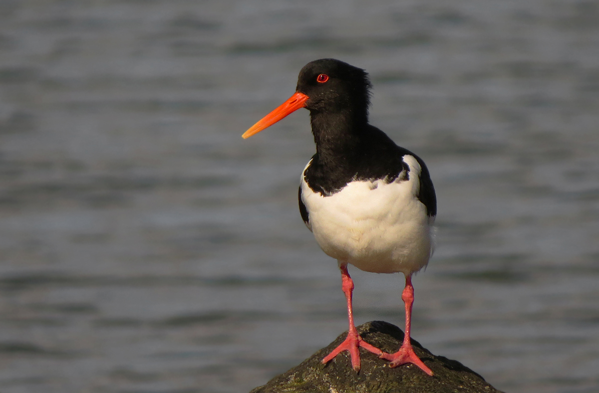 Austernfischer am Meer