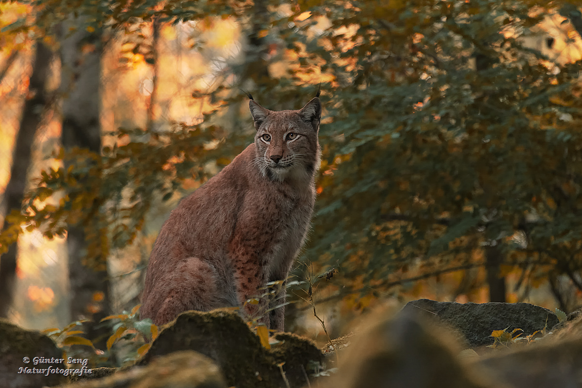 Am Abend beim Luchs