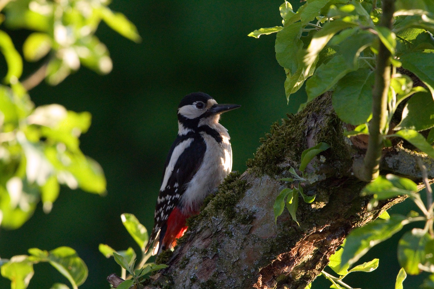 Specht im Garten