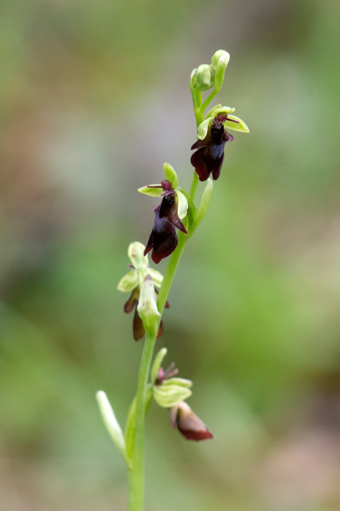 Ophrys insectifera