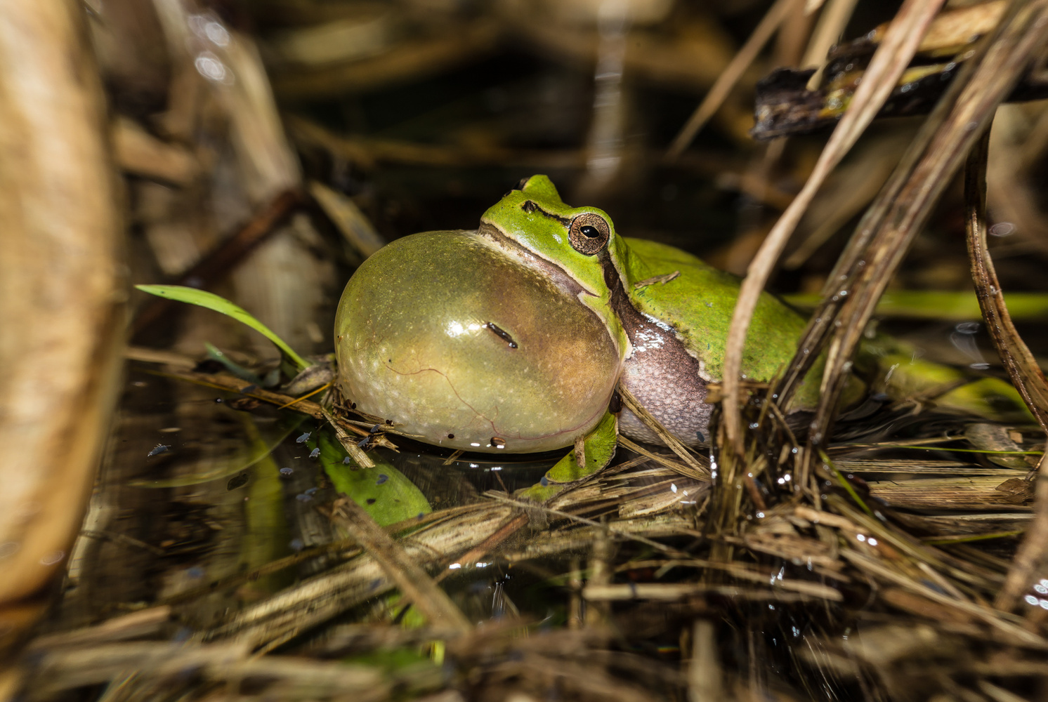 Laubfrosch bei der Balz