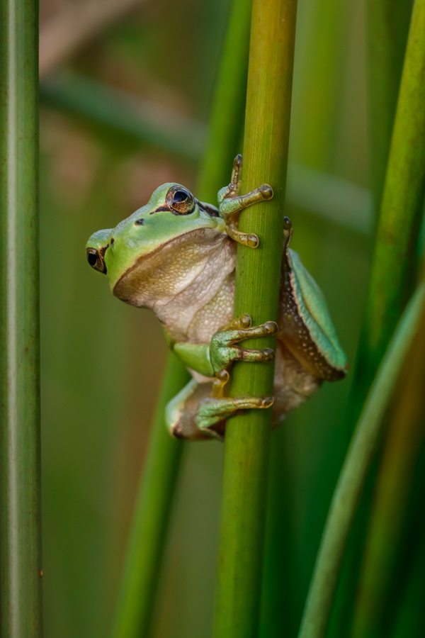 Ein kleiner Laubfrosch ...