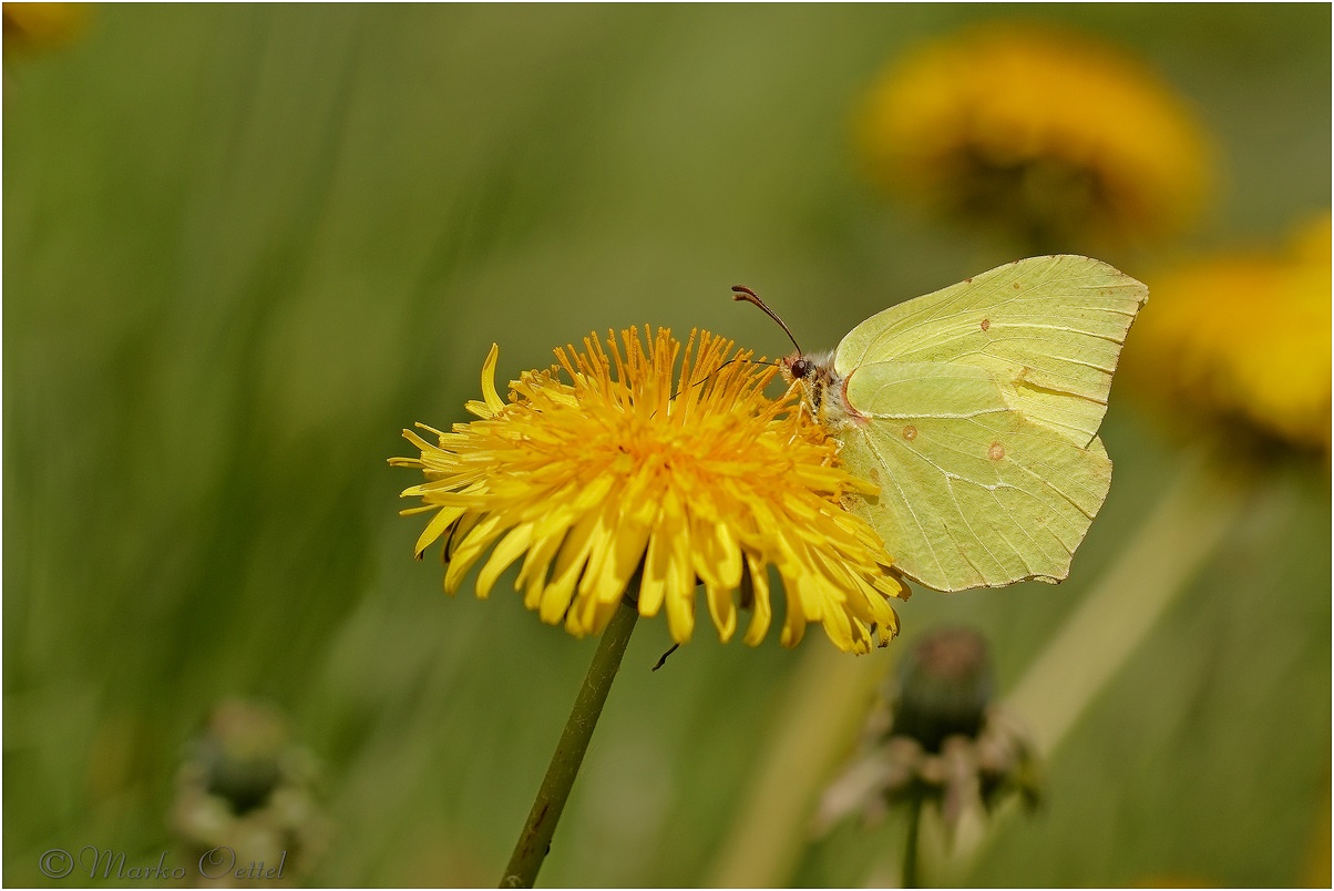 Zitronenfalter (Gonepteryx rhamni)