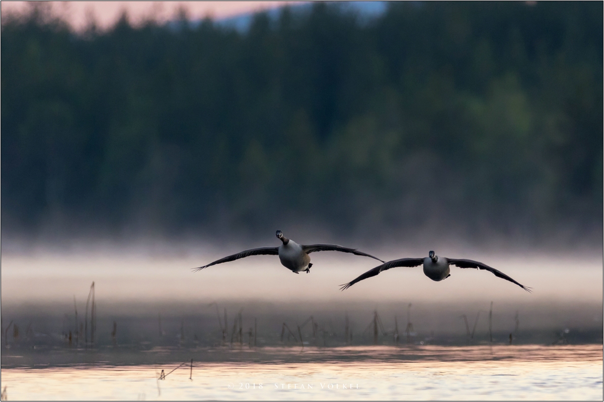 Anfliegende Kanadagänse