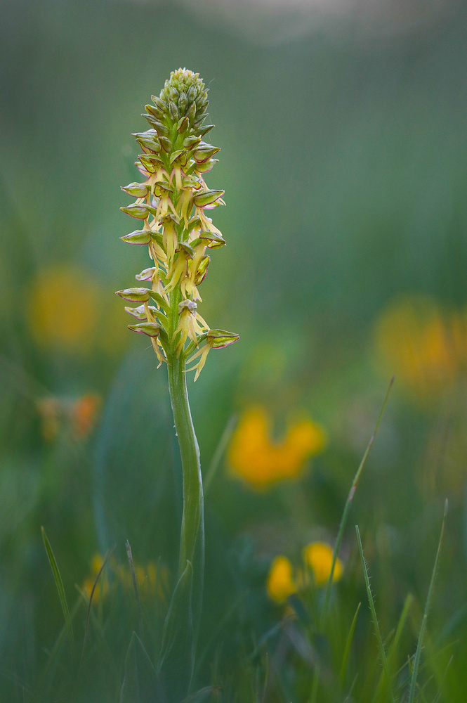 Puppenorchis